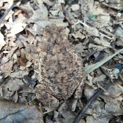 Ingerophrynus biporcatus