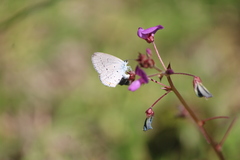 Celastrina echo gozora