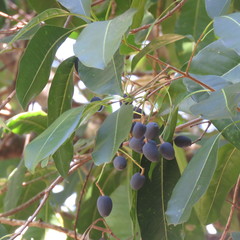 Chionanthus ramiflorus