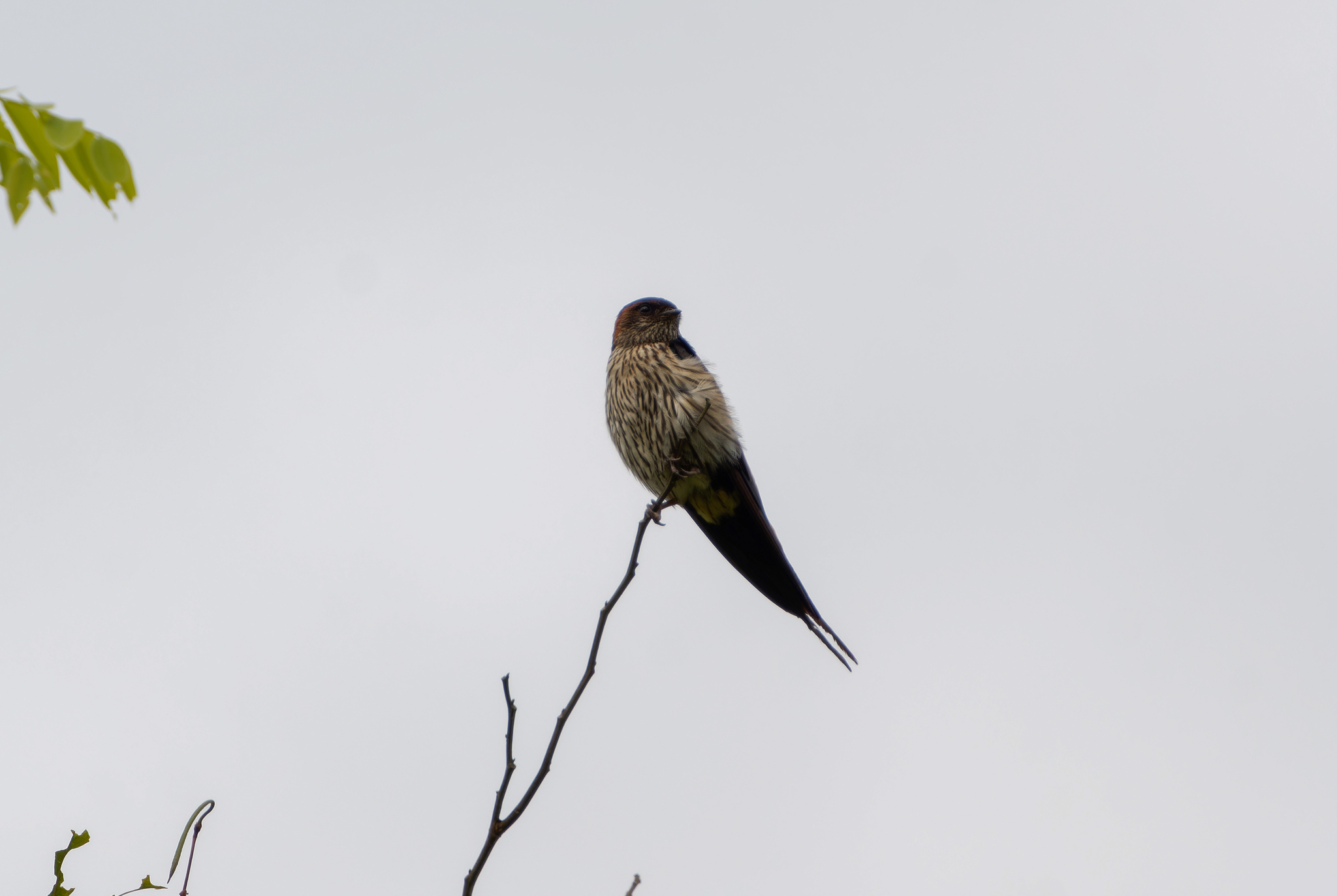 Eastern Red-rumped Swallow