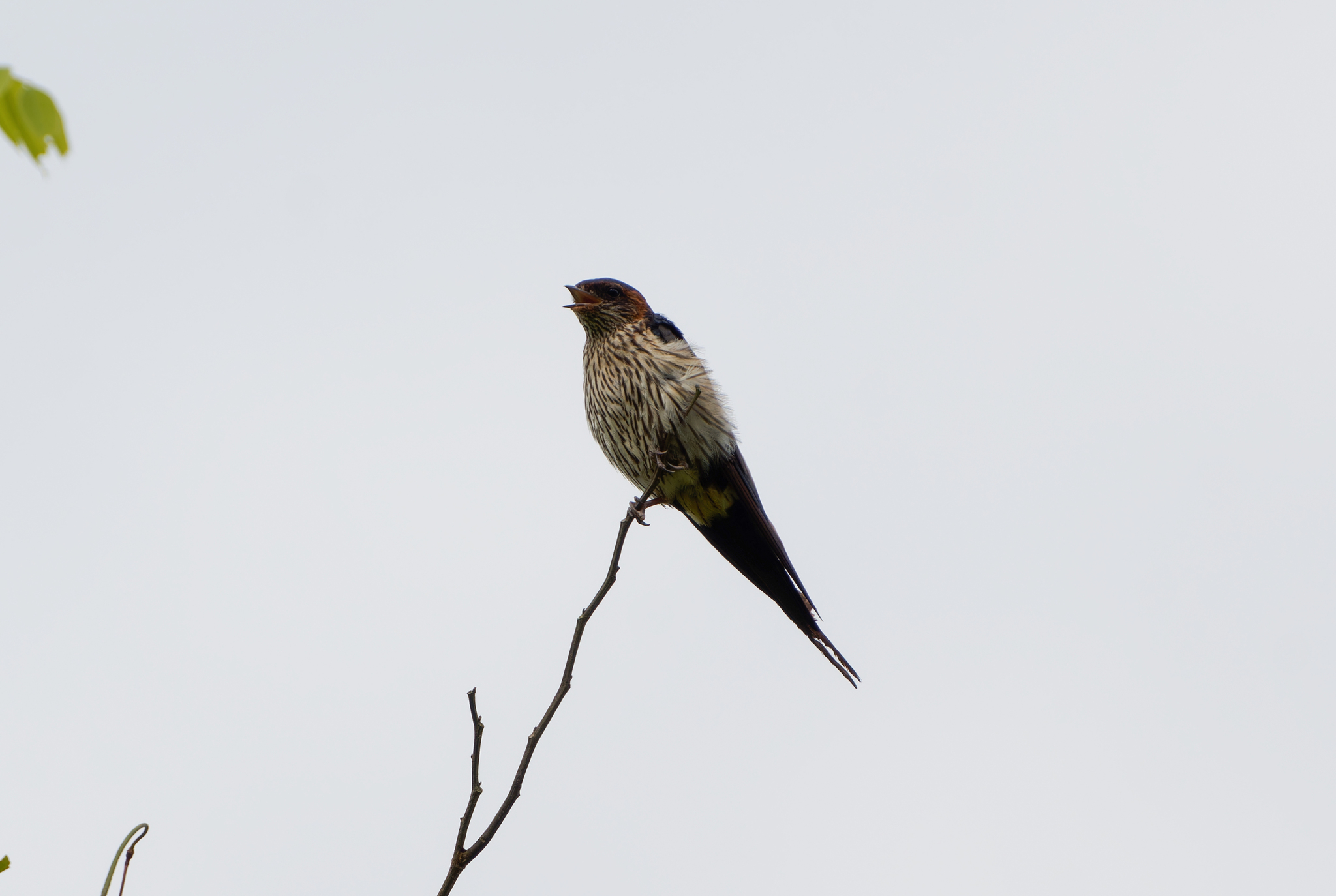Eastern Red-rumped Swallow