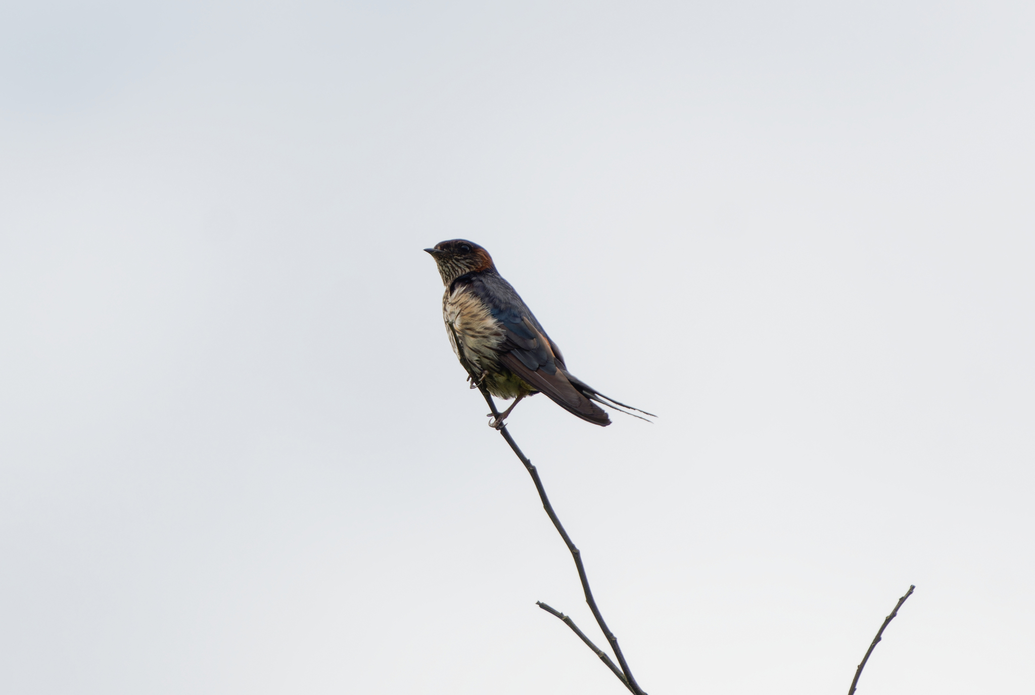 Eastern Red-rumped Swallow