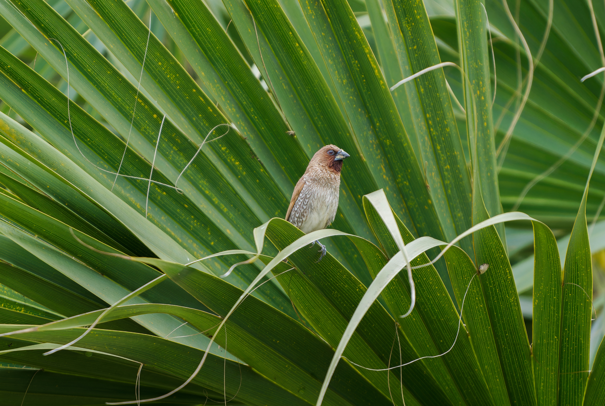 Scaly-breasted Munia