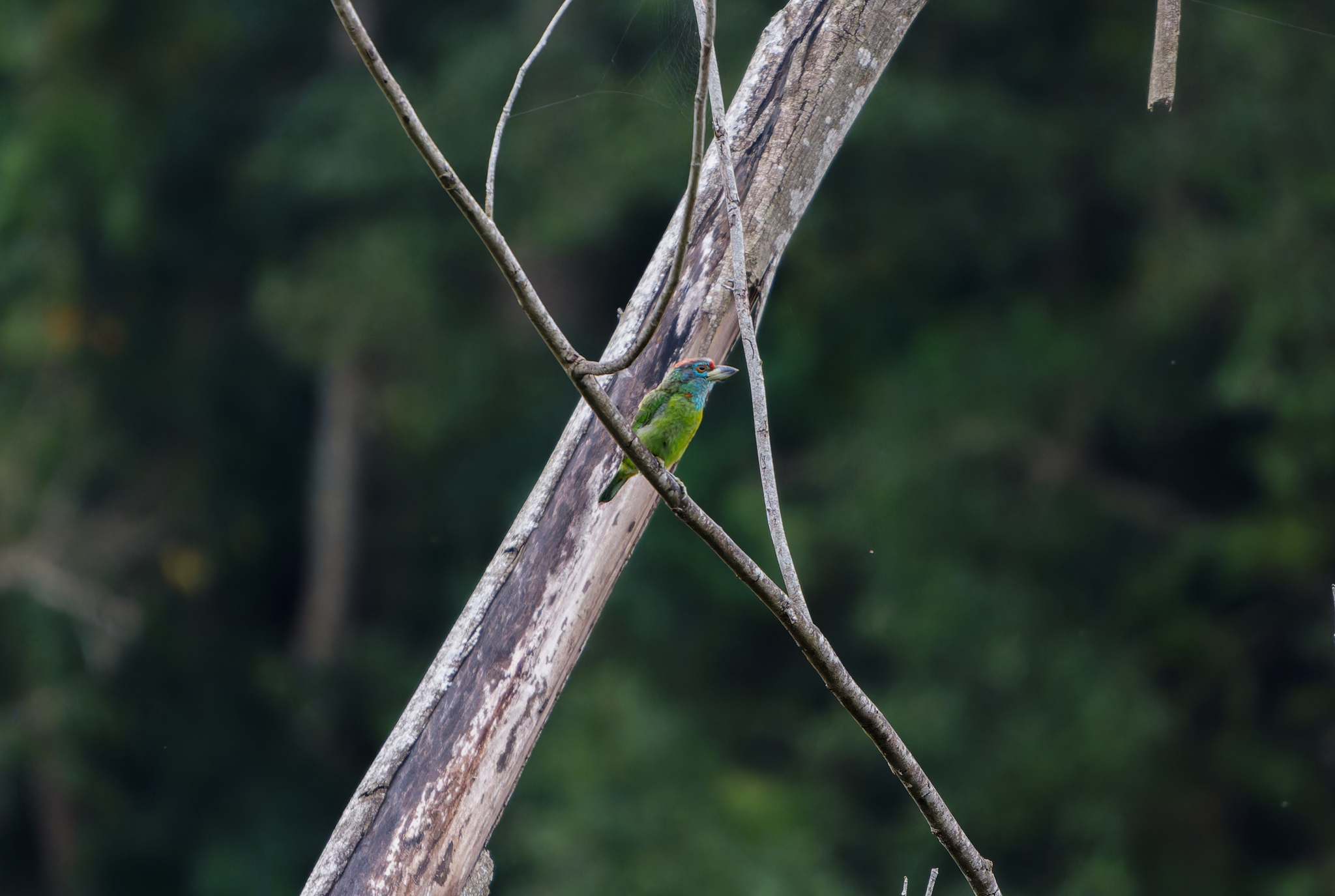Blue-throated Barbet