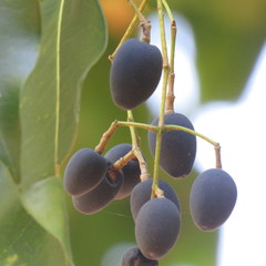 Chionanthus ramiflorus