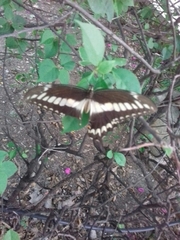 Papilio ornythion ornythion