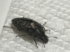 Pechalius dentiger