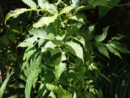 Rubus okinawensis iNat (3)