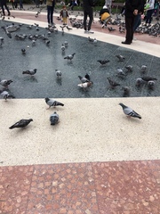 Columba livia domestica
