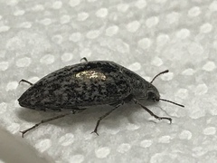 Pechalius dentiger