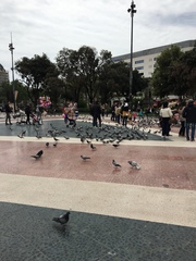 Columba livia domestica