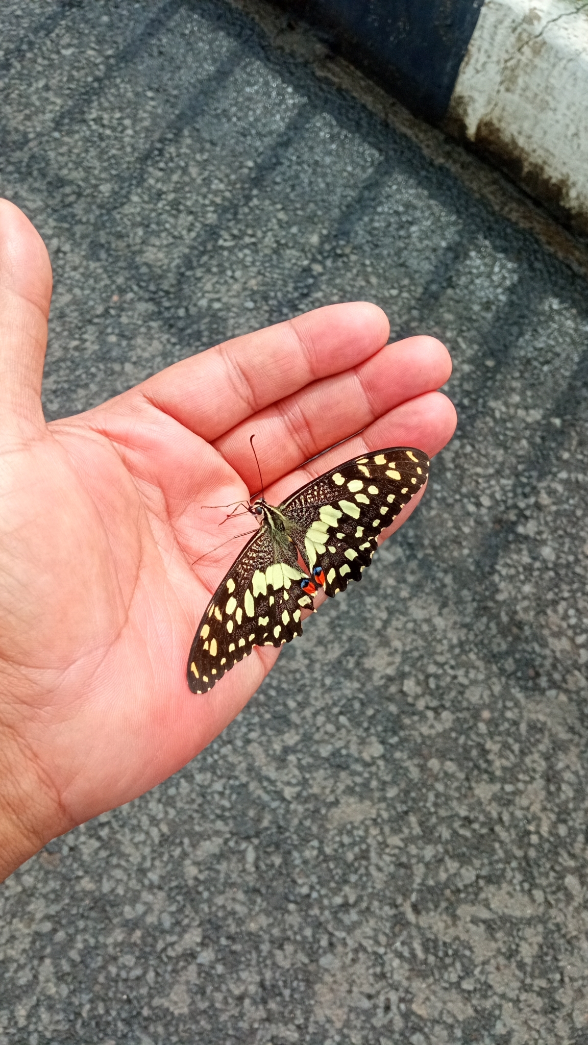 Lime Swallowtail