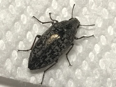 Pechalius dentiger