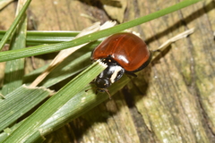 Anatis lecontei