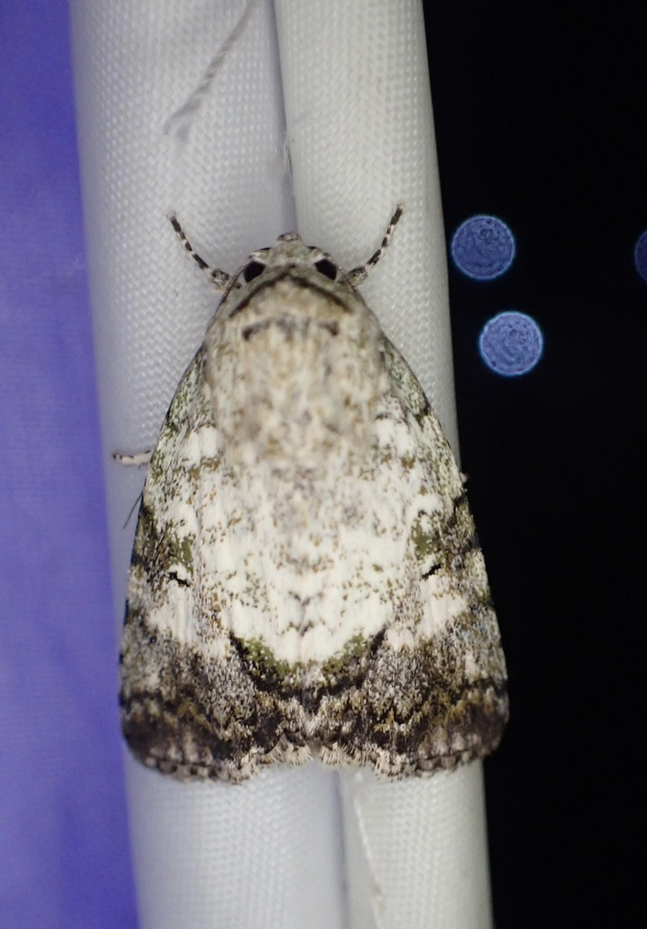 Blenina obliquinaria (Blenina obliquinaria)