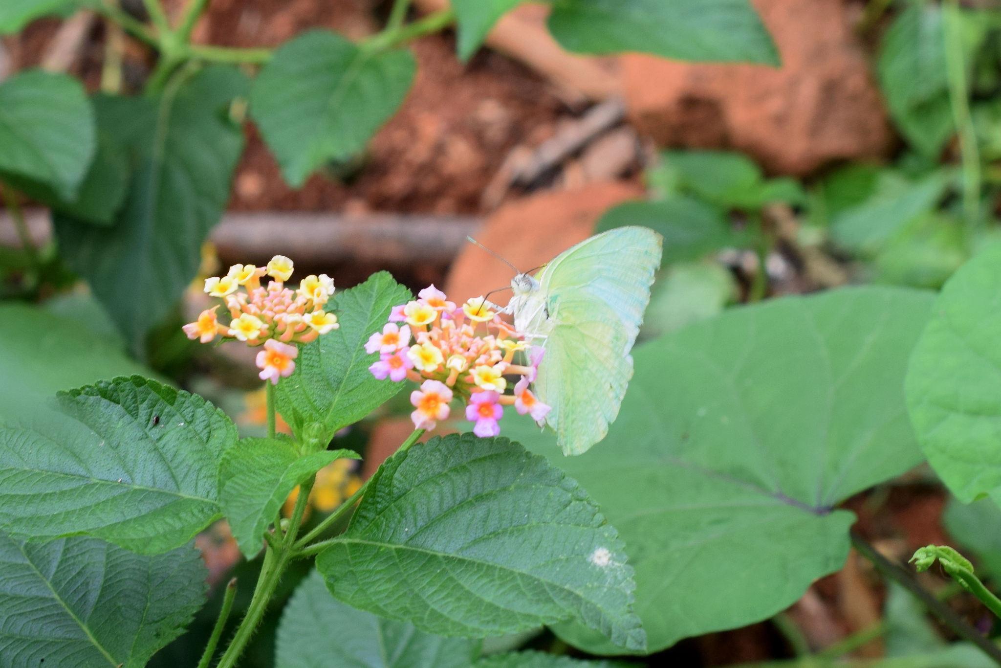 Lemon Emigrant