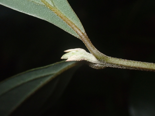 Cinnamomum doederleinii iNat (2)