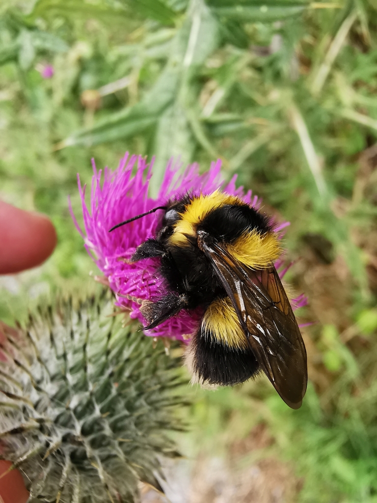 Garden bumblebee (Bombus hortorum)