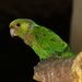 Chocó Parakeet - Photo (c) Felipe Campos, some rights reserved (CC BY-NC), uploaded by Felipe Campos