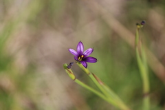 Sisyrinchium scabrum