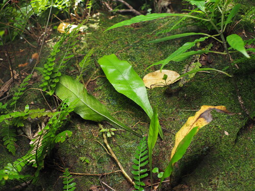 Leptochilus insignis observed 2025-06-27