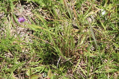 Sisyrinchium scabrum