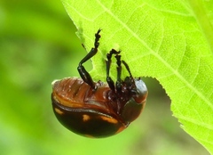 Leptinotarsa behrensi