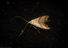 Hapaloteucha paragramma