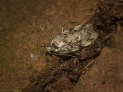 Barea nymphica
