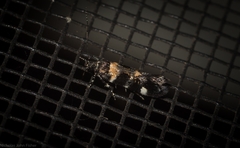 Macrobathra diplochrysa