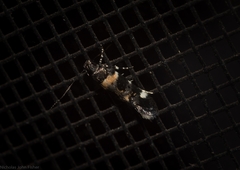 Macrobathra diplochrysa