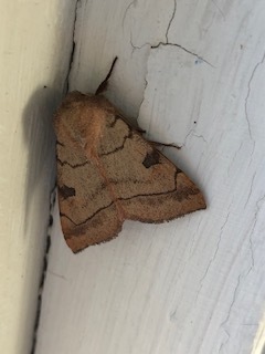 Bent-lined Dart photo 3