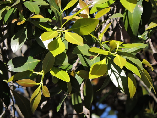 Calophyllum brasiliense, photograph 3