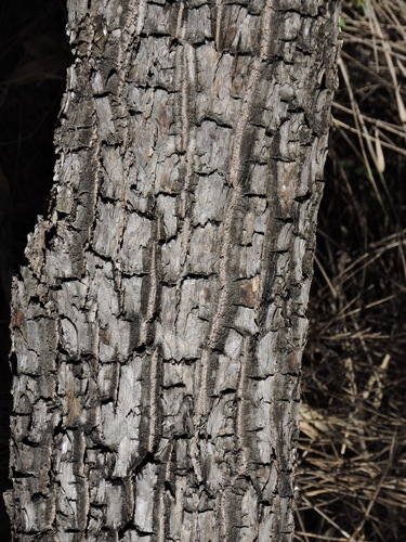 Calophyllum brasiliense, photograph 4