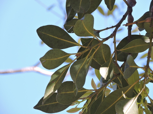 Calophyllum brasiliense, photograph 6