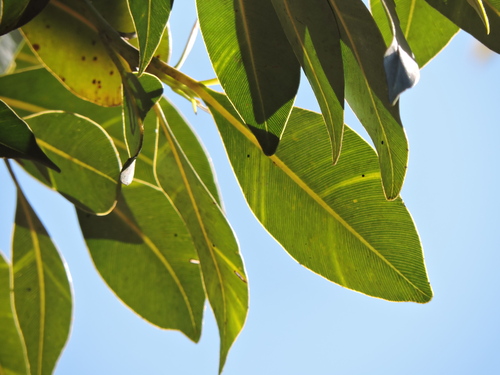 Calophyllum brasiliense, photograph 5