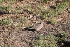 Columbina inca