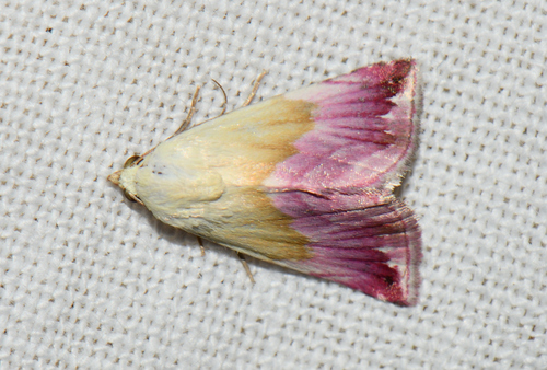 Eublemma purpurina