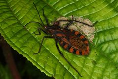 Spartocera pantomima