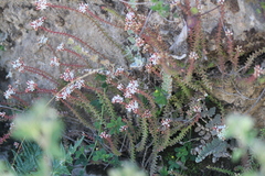 Sedum jurgensenii