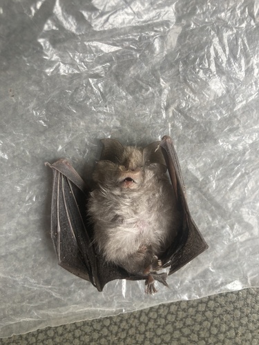 Lesser Horseshoe Bat, Pays de la Loire, FR, photo 10 of 10