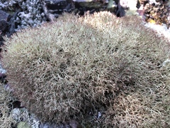 Cladonia amaurocraea