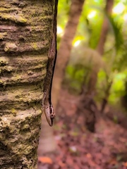 Anolis gaigei