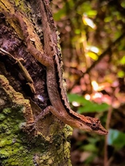 Anolis gaigei