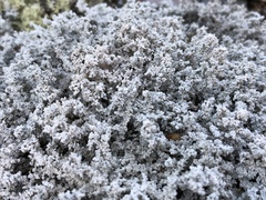 Stereocaulon saxatile