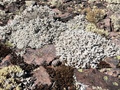 Stereocaulon saxatile