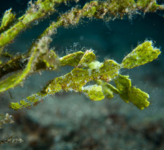 Solenostomus halimeda