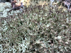 Cladonia amaurocraea