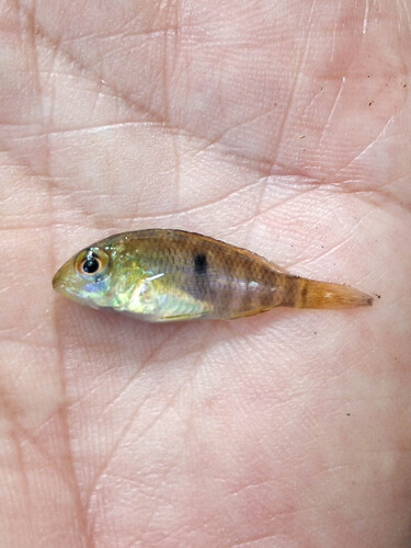 Geophagus brasiliensis