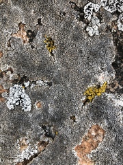 Immersaria athroocarpa